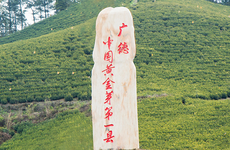 广德黄金芽
